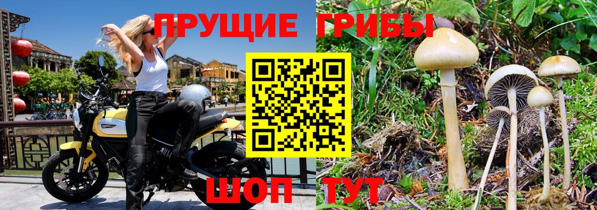 Фрязино  Псилоцибиновые грибы MAGIC MUSHROOMS  Вход с VPN 